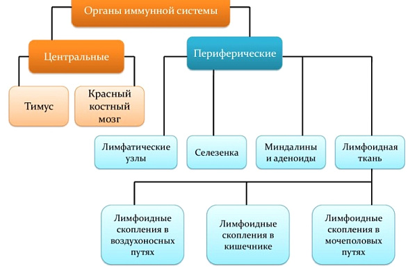 8-14 июля – Неделя сохранения иммунной системы