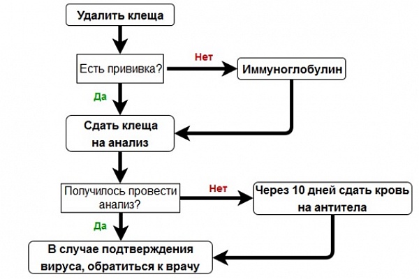 Алгоритм действий при укусе клеща!